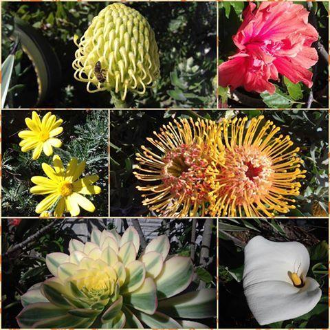 Aestas Bed & Breakfast Knysna Bagian luar foto
