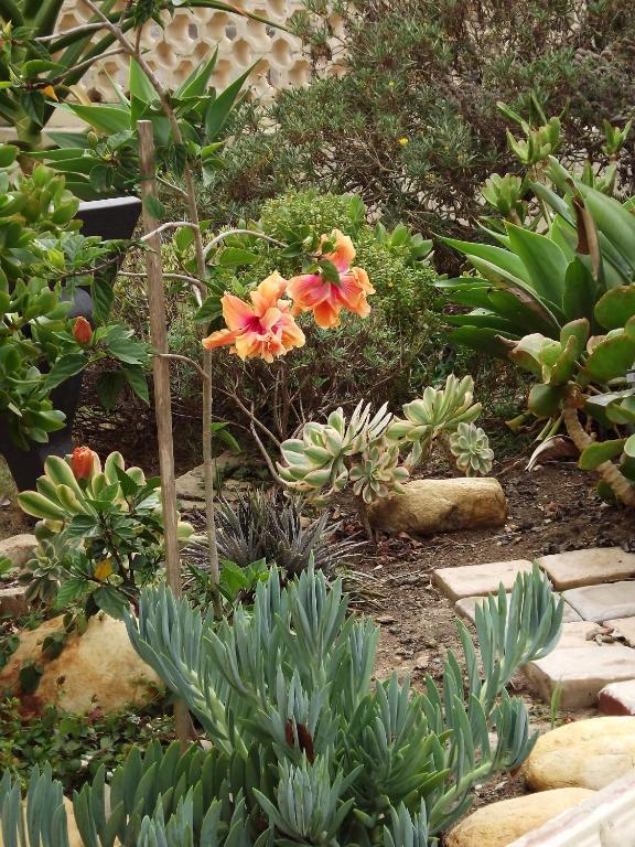Aestas Bed & Breakfast Knysna Bagian luar foto