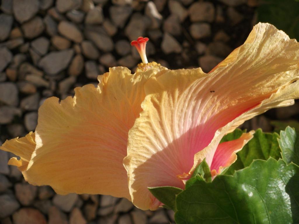 Aestas Bed & Breakfast Knysna Bagian luar foto